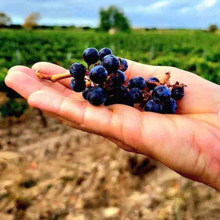 شقة La Terre Du Midi A *